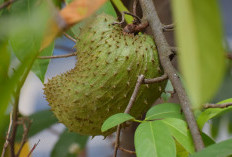 Nangka Belanda Banyak Manfaatnya Bagi Kesehatan, Apa Saja ?