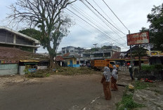 DLH Segera Lakukan Pemangkasan Pohon Besar, Ini Tujuannya!