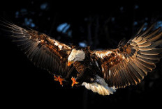 Benarkah Burung Garuda Memang Ada?