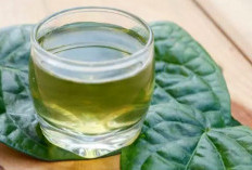 Boleh Nggak Sih Minum Air Rebusan Daun Sirih Tiap Hari ? Ini Penjelasan Lengkapnya !