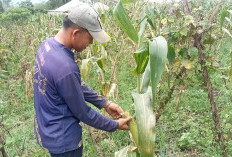 Bulog Bakal Serap Ribuan Ton Jagung, Tujuannya Ini