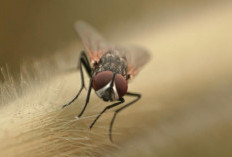 Alasan Kenapa Makanan yang Dihinggapi Lalat Harus Dibuang