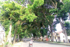 Hujan Berkelanjutan, Waspada Pohon Tumbang