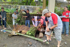 IAIN Curup Kurban 7 Ekor Sapi, Prof Idi Pimpin Langsung Penyembelihan Kurban di Lingkungan Kampus!