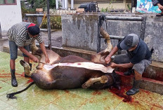 Jumlah Hewan Qurban di Rejang Lebong Meningkat