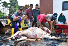 Potong Kurban, Masjid Agung Sebar Daging ke 500 Warga