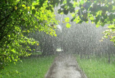Aman dan Sehatkah Minum Air Hujan ? Ini Kata Ahli dan Cara Pengolahannya