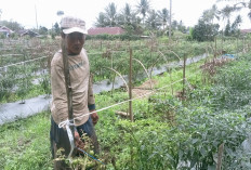 Petani Tomat Keluhkan Hama Flek Buah dan Daun