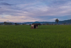 Pemerintah Asuransikan 250 Hektare Sawah di Rejang Lebong Antisipasi Gagal Panen, Ini Sebarannya!