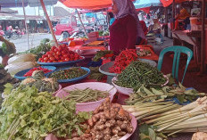 Harga Cabai di Rejang Lebong Mendadak Naik!