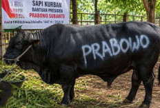 Soal Sapi Kurban Prabowo dari APBN, Ini Penjelasan Menag