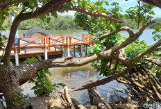 Ayo Jalan-Jalan ke Hutan Mangrove ! Dijamin Nggak Tenggelam Dalam Kebosanan