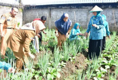 PKK Rejang Lebong Tanam Ratusan Bibit Cabai Lokal