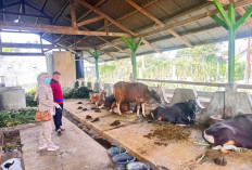 Distankan Lakukan Pemeriksaan Ante Mortem Hewan Kurban, Tak Ditemukan Indikasi Penyakit