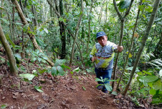 Habitat Rafflesia di BU Belum Bisa Dijaga Secara Maksimal