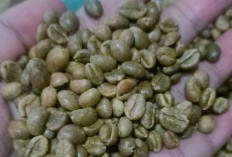 Petani Mulai Khawatir, Harga Jual Kopi Terus Menurun hingga Rp 45.000/Kg