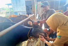 Disperkan Cek 8.710 Ekor Hewan Ternak 