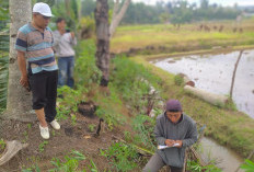 Pemdes Lubuk Kembang, Kembangkan Ayam Petelur untuk program Ketahanan Pagan 