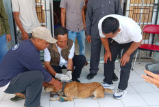 Ratusan Anjing Disuntik Anti Rabies