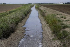 Fenomena El Nino 2026, Apakah Bengkulu Terancam Kekeringan?
