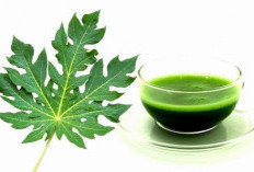 Terbukti Ampuh ! Ini 8 Manfaat Jus Daun Pepaya untuk Tubuh