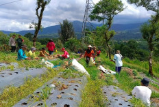 Program Ketahanan Pangan Pemdes Suban Ayam Mulai Membuahkan Hasil