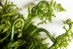  Di Balik Lezatnya Sayur Pakis, Ini Risiko Kesehatan yang Sering Diabaikan