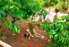  Terseret Banjir, Petani Tewas Tersangkut Dibatang Kopi