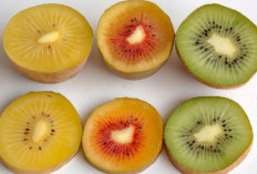 Fakta Menarik Buah Kiwi yang Jarang Diketahui