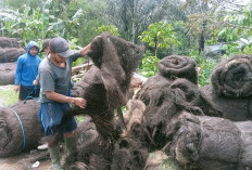 Kopi Naik, Harga Ijuk Ikut Naik