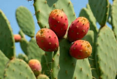 Bukan Sekadar Tanaman Hias ! Inilah Manfaat Kaktus untuk Kesehatan dan Kecantikan