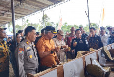 Durian Lokal Lembak Diproyeksikan Jadi Komoditas Unggulan