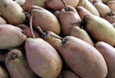 Buah Kemang : Buah Langkah dengan Rasa Asam Segar Baik untuk Tubuh, Berikut Ulasannya !
