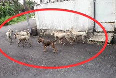 Masuk Ramadan, Pemilik Hewan Penular Rabies Diminta Kandangkan Peliharaan 
