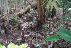 Indonesia Darurat Sampah Plastik ! Wings Geser Danone sebagai Penyumbang Terbesar 