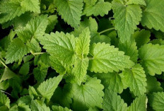 Aroma Segar, Rumah Bebas Rayap ! Ini 5 Tanaman Pengusir Rayap yang Ramah Lingkungan