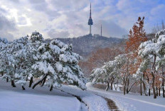 Daun Gugur dan Salju Turun Bersamaan, Inilah Fenomena Langka yang Bikin Korea Selatan Makin Memesona !