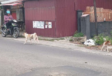 SE Terbit, Satpol PP Siap Lakukan Penertiban Hewan Liar Berkaki Empat 