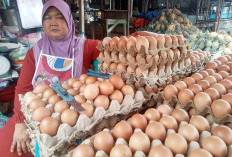 Jelang Pertengahan Ramadan, Harga Telur Stabil di Rp 52 Ribu Perkarpet