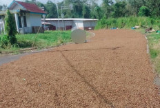 Warga Rejang Lebong Resah, Petani Jemur Kopi Hingga Tutup Jalan! 