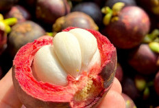 Fakta Menarik Buah Manggis Yang Jarang Orang Tahu