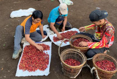 Kopi Robusta Asal RL Tembus Nasional