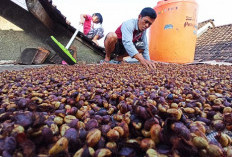 Jual Beli Kopi Merah,  Denda Rp 50 Juta