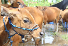 Waspada! Ini Ciri-ciri Penyakit Jembrana pada Sapi Bali