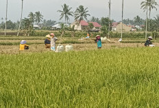 Rejang Lebong Siap jadi Sentra Penyedia Bibit Padi Unggulan