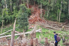 TNKS : Reboisasi Lahan Rusak Terus Dimaksimalkan