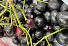 Duwet, Buah Tradisional yang Ternyata Super untuk Gaya Hidup Modern !