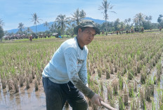 Hama Wereng Serang Padi Petani