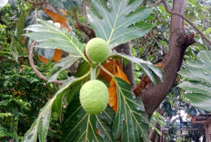 Kreatif dengan Sukun ! Inilah Inspirasi Olahan Lokal yang Siap Go Internasional