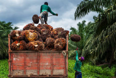  Sultan Upayakan Harga TBS Kelapa Sawit Kembali Normal